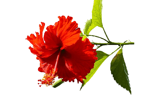 Hibiscus Flower