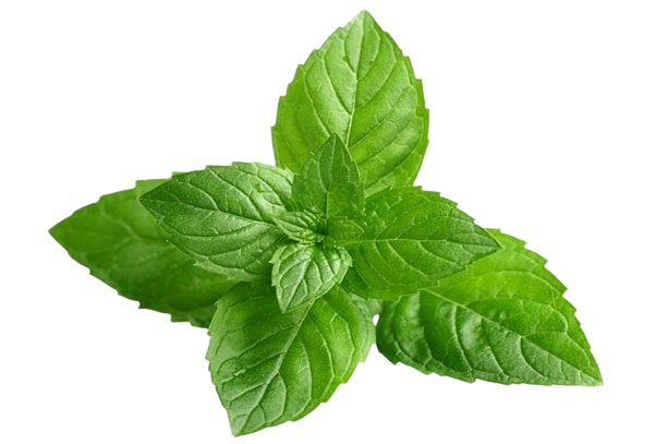 Peppermint_Mentha