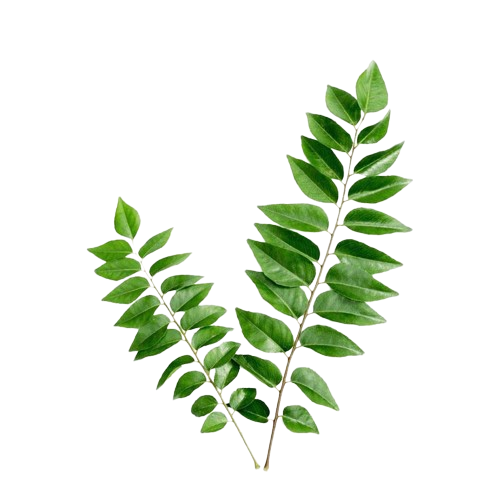 Curry Leaves